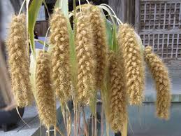 Image result for Setaria italica