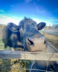 Full Bushel Farm added a new photo — in...