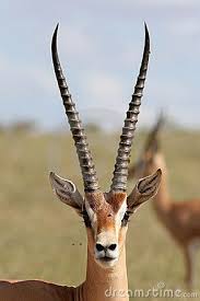 Grant Gazelle Royalty Free Stock Image Image 1674426 Animals Beautiful African Animals Zoo Animals