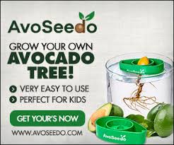 The fruit has a nice nutty flavor. How To Care For Your Avocado Tree In The Winter Avoseedo