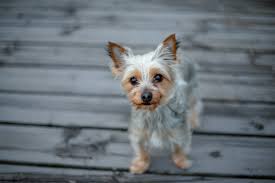 Image result for white yorkshire terrier