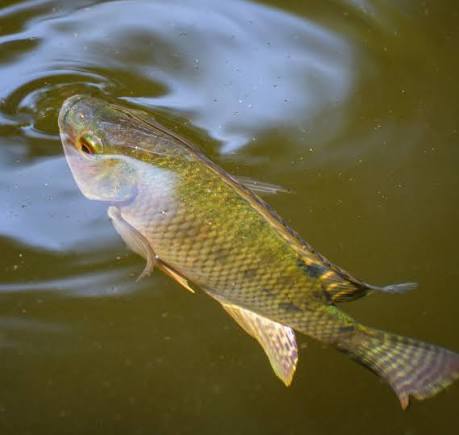 Nile Tilapia: Ancient Origins, Aquaculture Growth & Sustainability