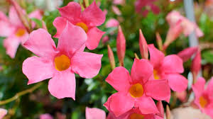 Image result for Mandevilla