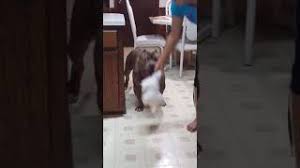 Check spelling or type a new query. Georgia Pitbull Puppies For Sale Xl Pitbulls Xxl American Bully