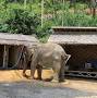فالووربالا?lsig=AB86z5VrXOOaFQ9Ojb-DjnU-9uIG Elephant Jungle Sanctuary Phuket (Bang Tao Branch) Thalang District, Phuket, Thailand from www.tripadvisor.com
