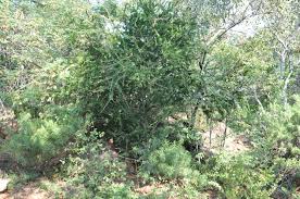 Image result for Boscia filipes