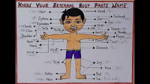 Body parts stock vectors, clipart and illustrations. How To Draw Human Body Diagram With Their Parts Name L Drawing Of External Body Parts Step By Step Youtube