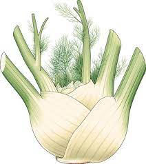 another fennel image recipes benefits of timon coloriage