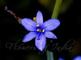 Image result for Aristea ecklonii