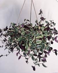 Pin On Plants And Pots