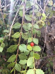 Image result for Crossopetalum