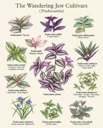 Image result for Tradescantia