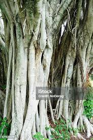 Image result for Ficus chirindensis