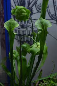By joakman plants comments off on carnivorous plants coloring pages. Pitcher Plants