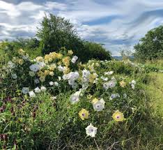 Image result for Ipomoea adenioides