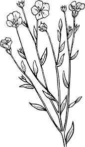 Download Svg Outline Botany Plant Biology Free Svg Image Icon Svg Silh