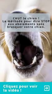 J'étais quasi étonné, car mes. Chien Qui Aboie Enormement Que Faire Et Que Dit La Loi