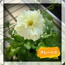 ラナンキュラス グレーシス