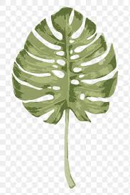 Vectorize Monstera Leaf Design Element Free Image By Rawpixel Com Aew Monstera Leaf Monstera Drawing Illustration