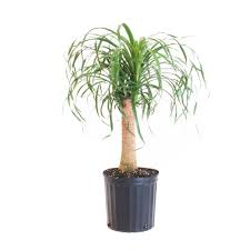 This unique succulent loves bright light and is low maintenance. United Nursery Ponytail Palm Live Indoor Elephants Foot Plant Shipped In 9 25 Home Garden Houseplants Ac2f Informatique Com