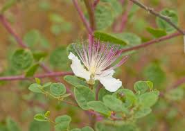 Image result for Capparis