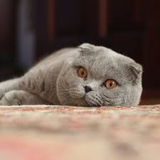 scottish fold wikipedia