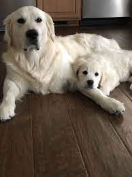 English Cream Golden Retrievers 4 Yrs And 10 Weeks Dogs Golden Retriever Dog Training Labrador Retriever Puppies