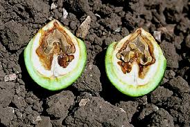 Image result for Walnut blight