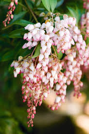 11 Beautiful Flowers For Australian Winter Gardens Homes To Love