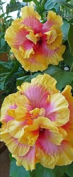 10 gambar setangkai bunga mawar gambar top 10. 100 Hibiscus Bunga Raya Kembang Sepatu Ideas Hibiscus Hibiscus Flowers Planting Flowers