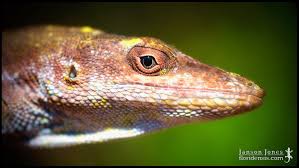 Image result for Gerardiina angolensis