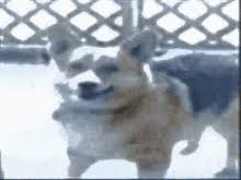 Reddit gives you the best of the internet in one place. Dancing Corgi Gifs Tenor