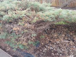 Juniper plant as coniferous botanical textured background. Dying Juniper Bushes 449592 Ask Extension