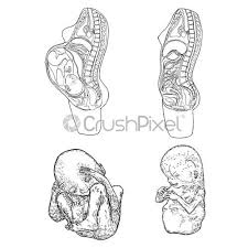 There are anterior muscles diagrams and posterior muscles diagrams. Woman And Pregnancy Diagram Set Detailed Female Body Organs Anatomy Stock Vector Crushpixel
