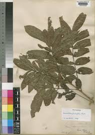 Image result for Lecaniodiscus