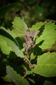 Image result for Tetradenia