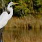 ALABAMA COASTAL BIRDFEST