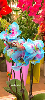 Pin By Titina Montecinos On Flowers Beautiful Flowers Spring Flowers Love Flowers