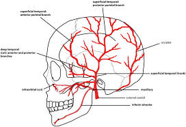 Lateral view of the parietal bone. Simplified Schematic Of The Arterial Supply Of The Skull Lateral Download Scientific Diagram