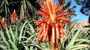 Aslında aloe vera bitkisi her zaman faydası bilinen, kremlerde, şampuanlarda ve güzellik ürünlerinde sıkça i̇yi güneş alan ve akşamları esinti alan bir yerde çok kolay yetişir. Aloe Vera Cicek Acar Mi Diyenler Evet Acar Gorulmeye Deger Youtube