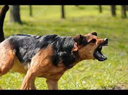 kopek sesi kopek havlamasi gercek uzun versiyon youtube