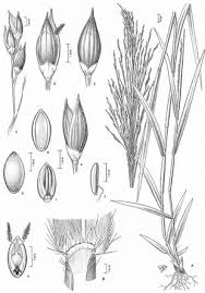Image result for Panicum trichonode