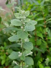 Image result for Aerva