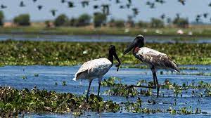 Belize Audubon Society Crooked Tree Wildlife Sanctuary Crooked Tree Wildlife Sanctuary Wildlife Sanctuary Crooked Tree