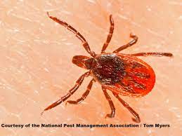 Check spelling or type a new query. What Does A Tick Look Like Tick Guide Identification