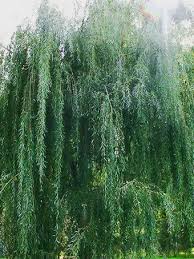 Image result for venturia saliciperda willow tree