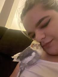 Ipakita ang pinakacute na mga litrato ng inyong mga cockatiel! : r/cockatiel