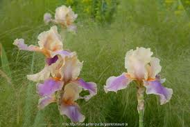 Forum Garten Pur De Galeriebild Iris In Stipa Pennata Garten Pur Garten