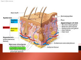 It also supports other components of the skin, such as hair follicles, sweat glands, and sebaceous glands. The Dermis Pages Dense Connective Tissue Of Varying Thickness Two Layers Papillary Upper Reticular Lower Ppt Download