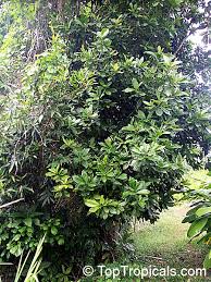 Image result for Pouteria pseudoracemosa